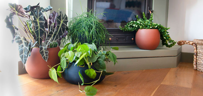 Transforma tu espacio con plantas de interior: ideas de decoración para empezar el otoño con estilo